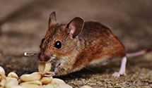 24 Hour & Emergency Exterminators in Crested Butte, CO